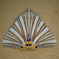 Pityeja histrionaria