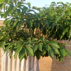 Terminalia superba