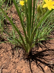 Hypoxis ludwigii
