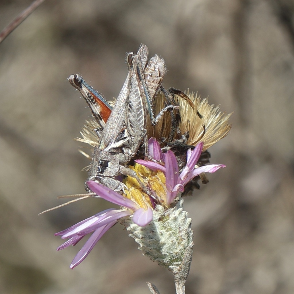 Gray Sagebrush Grasshopper