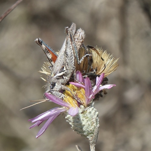 Gray Sagebrush Grasshopper