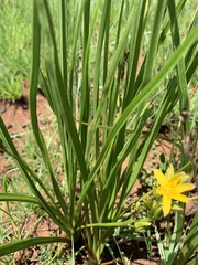 Hypoxis ludwigii