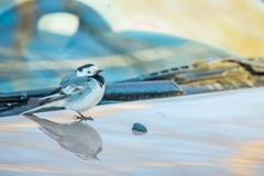 Motacilla alba