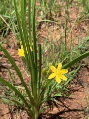 Hypoxis ludwigii