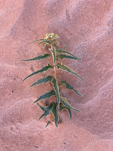 big seed milkweed (Asclepias macrosperma)