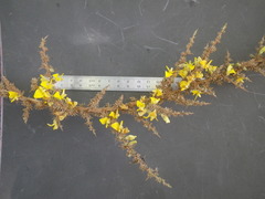 Aspalathus acanthophylla