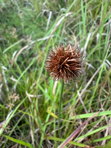 Rhynchospora rubra iNat (3)