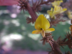 Aspalathus acanthophylla