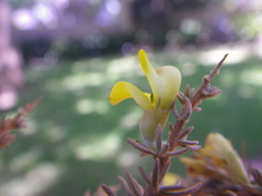 Aspalathus acanthophylla