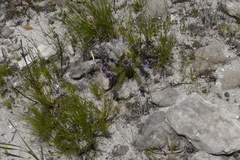 Merciera azurea
