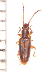 Telephanus