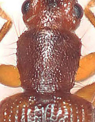 Telephanus