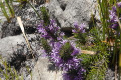 Merciera azurea