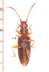 Telephanus