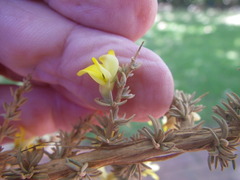 Aspalathus acanthophylla