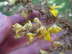 Aspalathus acanthophylla