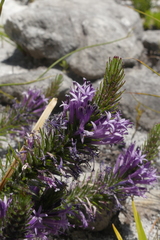 Merciera azurea