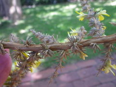 Aspalathus acanthophylla