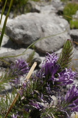 Merciera azurea