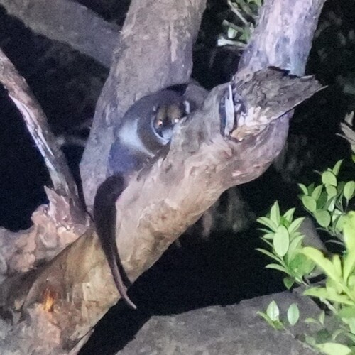 Masked Ring-tailed Possum