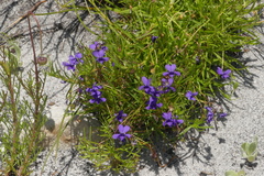 Viola decumbens