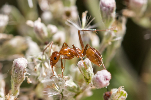 Uncertain Field Ant photo 5