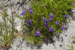 Viola decumbens