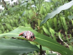 Hyperolius parallelus