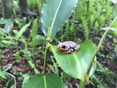 Hyperolius parallelus