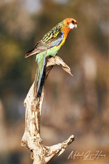 Platycercus eximius elecica