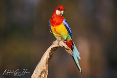 Platycercus eximius elecica