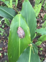 Hyperolius parallelus