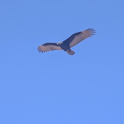 Turkey Vulture photographed in Utah