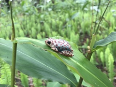 Hyperolius parallelus