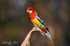 Platycercus eximius elecica