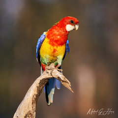 Platycercus eximius elecica