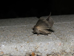 Ericeia subcinerea