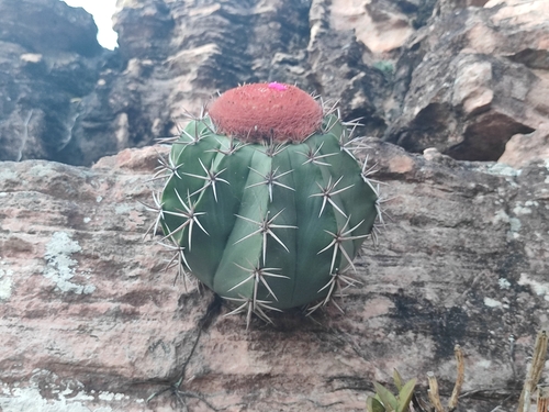Melocactus salvadorensis