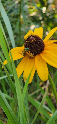 Jagged Ambush Bug photo 3