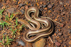 Psammophis condanarus
