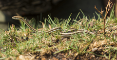 Psammophis condanarus