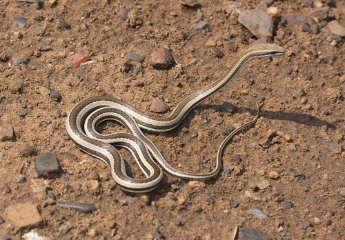 Condanarous Sandsnake