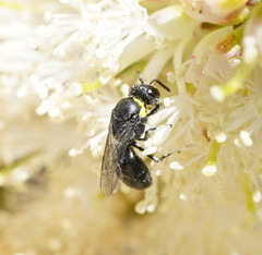 Hylaeus bituberculatus