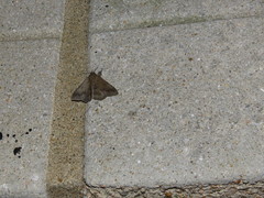 Ericeia subcinerea