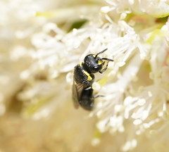 Hylaeus bituberculatus