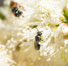 Hylaeus bituberculatus