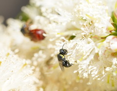 Hylaeus bituberculatus