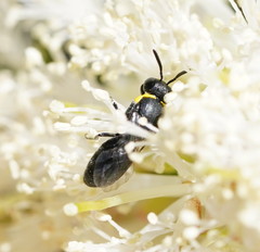 Hylaeus bituberculatus