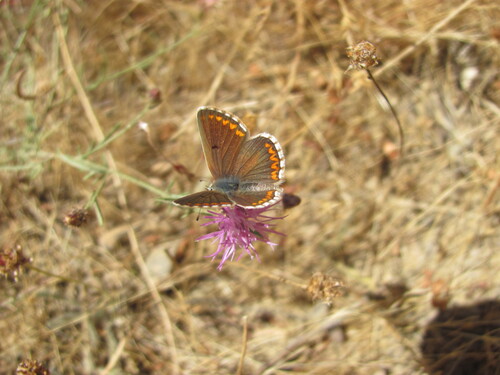 Southern Brown Argus photo 3