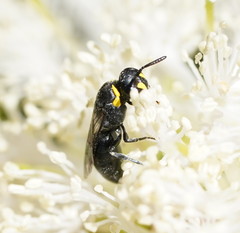 Hylaeus bituberculatus